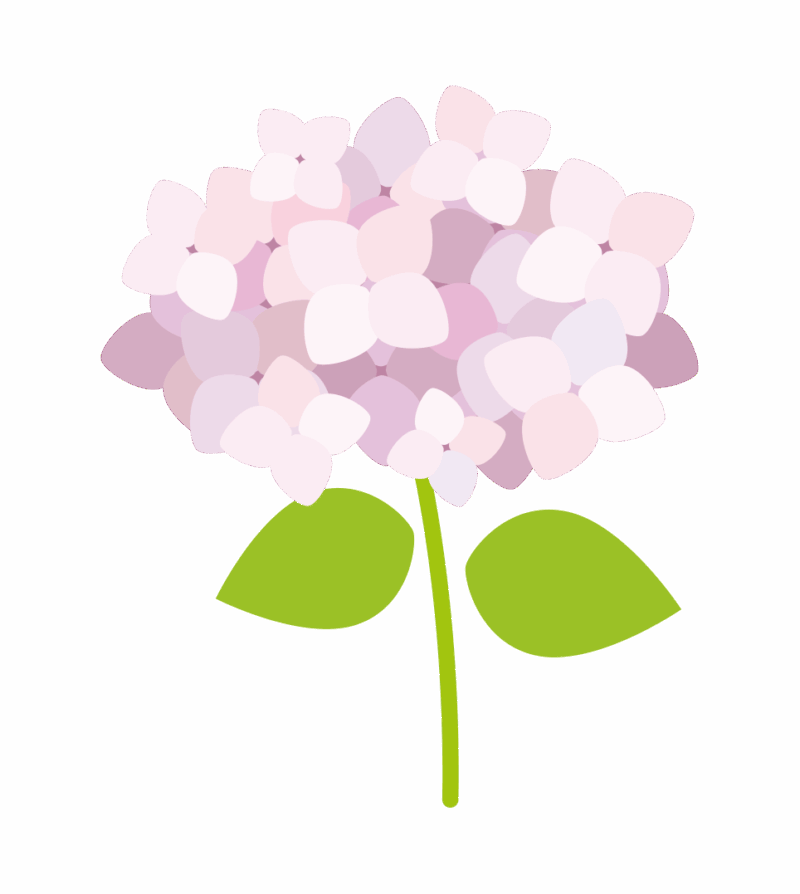紫色のアジサイの花のイラスト
