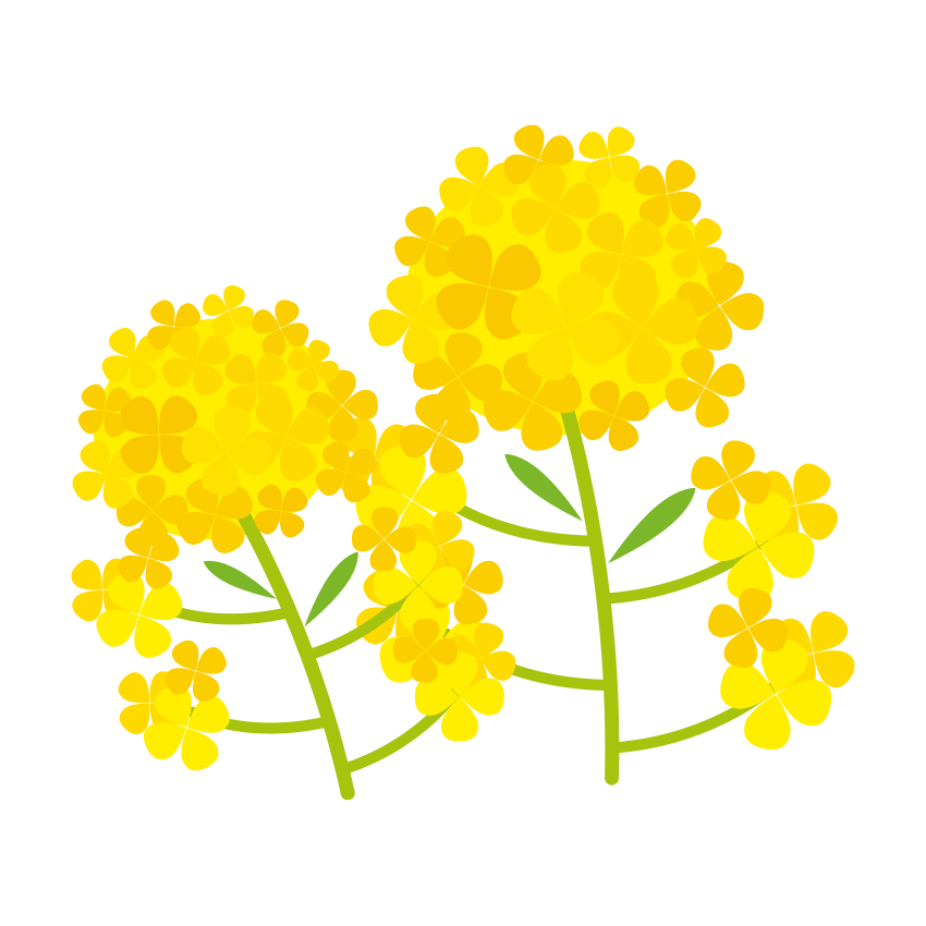 菜の花のイラスト