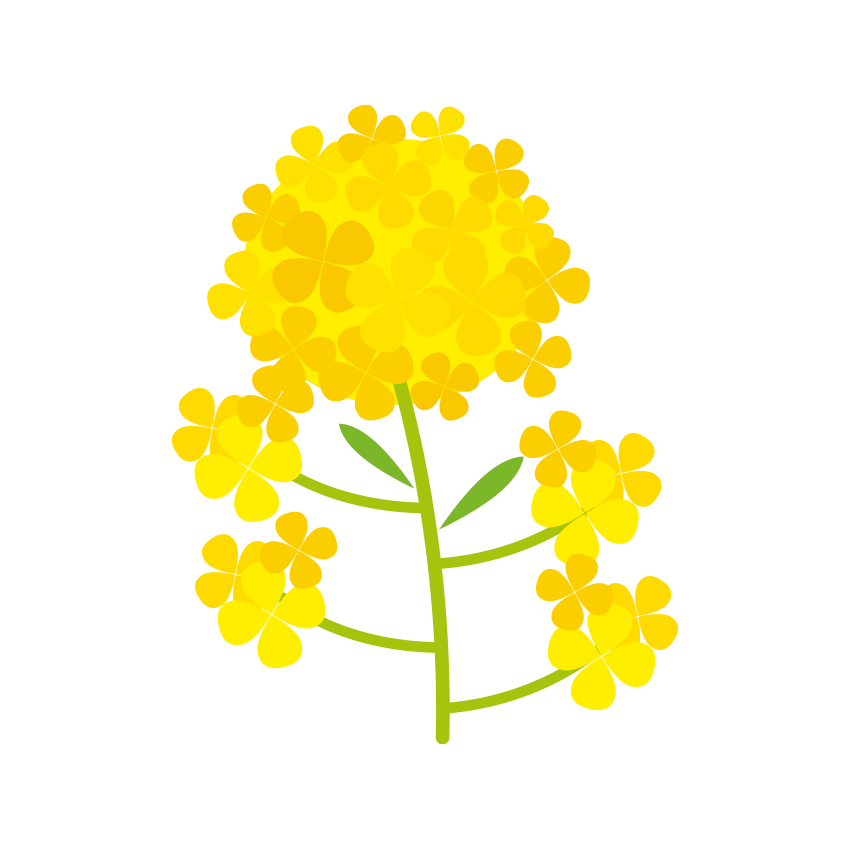 1本の菜の花のイラスト