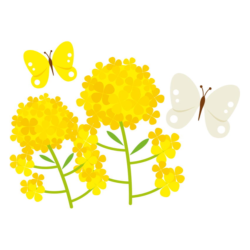 ２匹のモンシロチョウと菜の花のイラスト