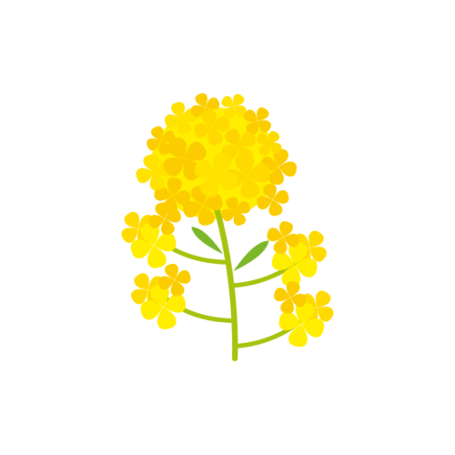 １本の菜の花のイラスト