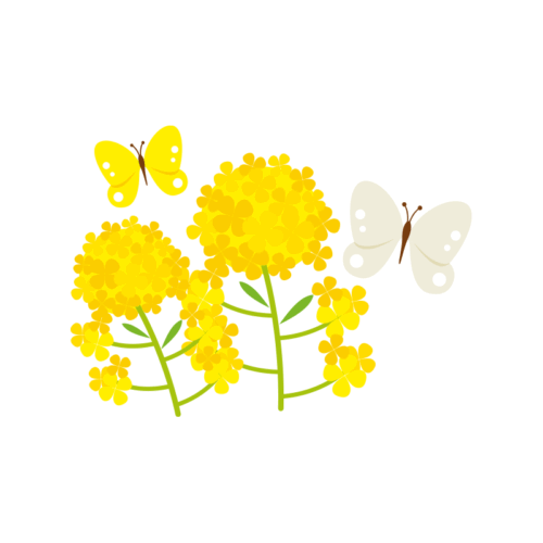 ２匹のモンシロチョウと菜の花のイラスト