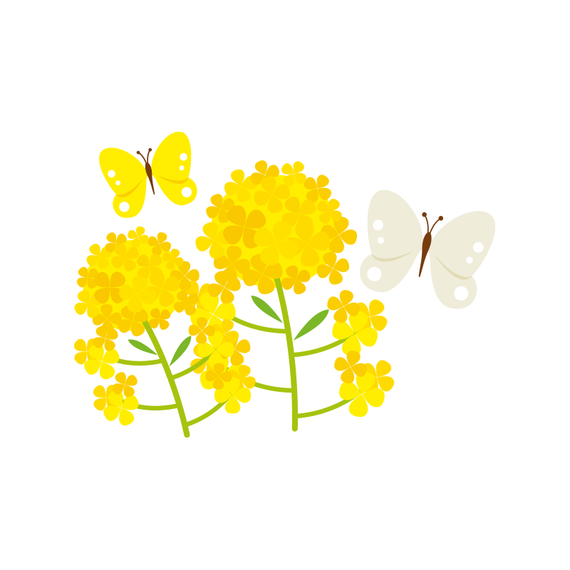 ２匹のモンシロチョウと菜の花のイラスト